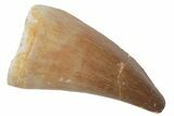 Fossil Mosasaur (Prognathodon) Tooth - Morocco #217004-1